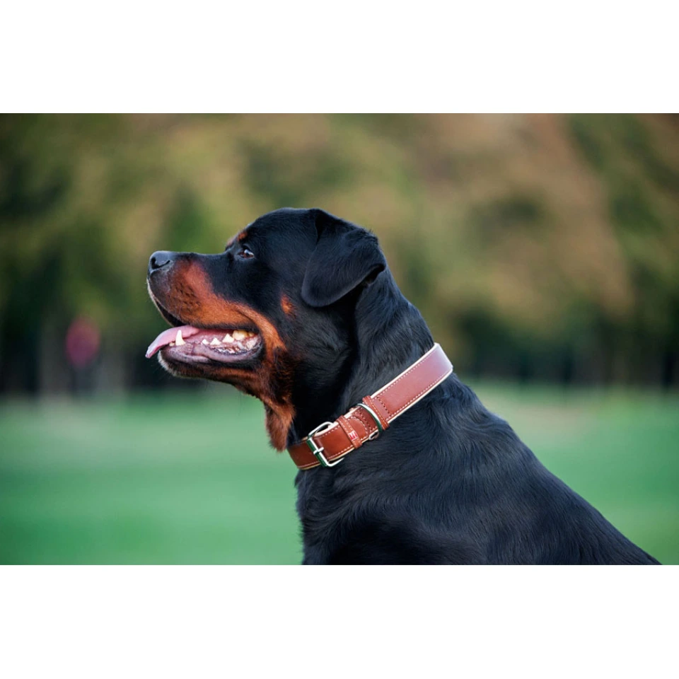 Фото Нашийник для собак шкіряний WAUDOG Soft з QR паспортом, Ш 25 мм, Дов 38-49 см коричневий купити за ціною ₴589.50