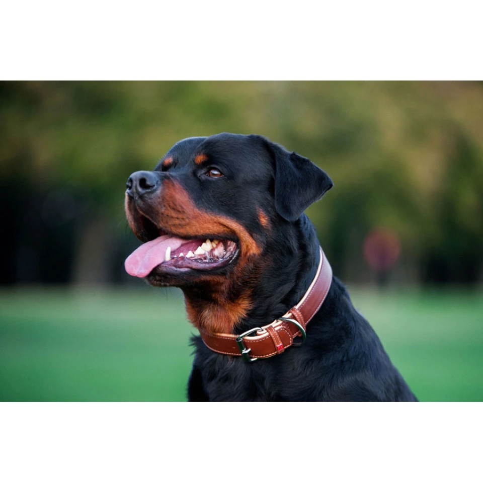 Фото Нашийник для собак шкіряний WAUDOG Soft з QR паспортом, Ш 25 мм, Дов 38-49 см коричневий купити за ціною ₴589.50