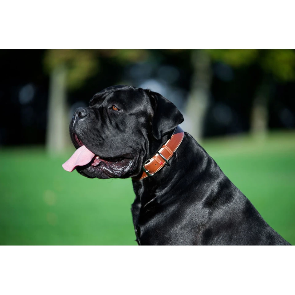 Фото Нашийник для собак шкіряний WAUDOG Soft з QR паспортом, Ш 25 мм, Дов 38-49 см коричневий купити за ціною ₴589.50