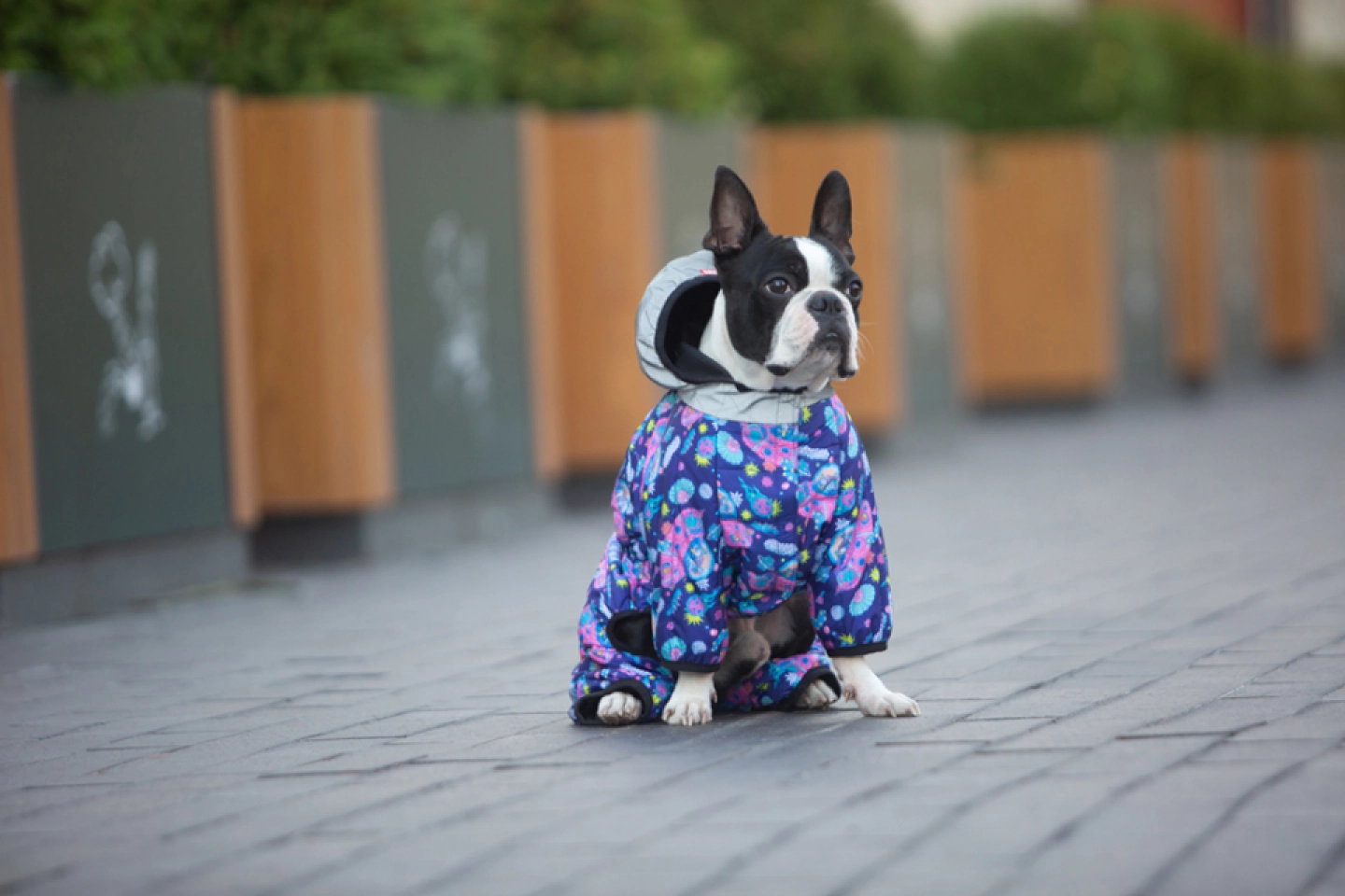 Фото Комбінезон для собак WAUDOG Clothes малюнок "Рік та Морті 1", S35, В 52-55 см, С 31-36 см купити за ціною ₴1284.00