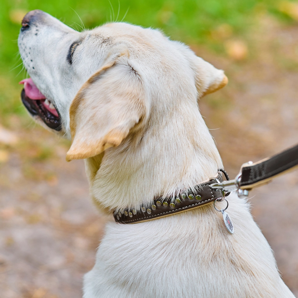 Фото Нашийник для собак шкіряний WAUDOG Soft з QR паспортом, металічні прикраси, Ш 25 мм, Дов 38-49 см чорний купити за ціною ₴649.80