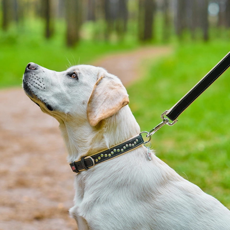 Фото Нашийник для собак шкіряний WAUDOG Soft з QR паспортом, металічні прикраси, Ш 25 мм, Дов 38-49 см чорний купити за ціною ₴649.80