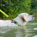Фото Нашийник для собак водостійкий WAUDOG Waterproof c QR паспортом, пластикова пряжка-фастекс, Ш 25 мм, Дов 38-58 см, салатовий купити за ціною ₴323.00