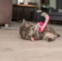 Фото Іграшка Trixie для котів Вудочка з фламінго плюш/склопластик рожевий 42-106 см арт. 45647 купити за ціною ₴459.00