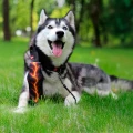 Фото Іграшка для собак з пластиковою пляшкою та пискавкою WAUDOG Fun Crush, малюнок "Помаранчева блискавка" 36,5х8см купити за ціною ₴329.00