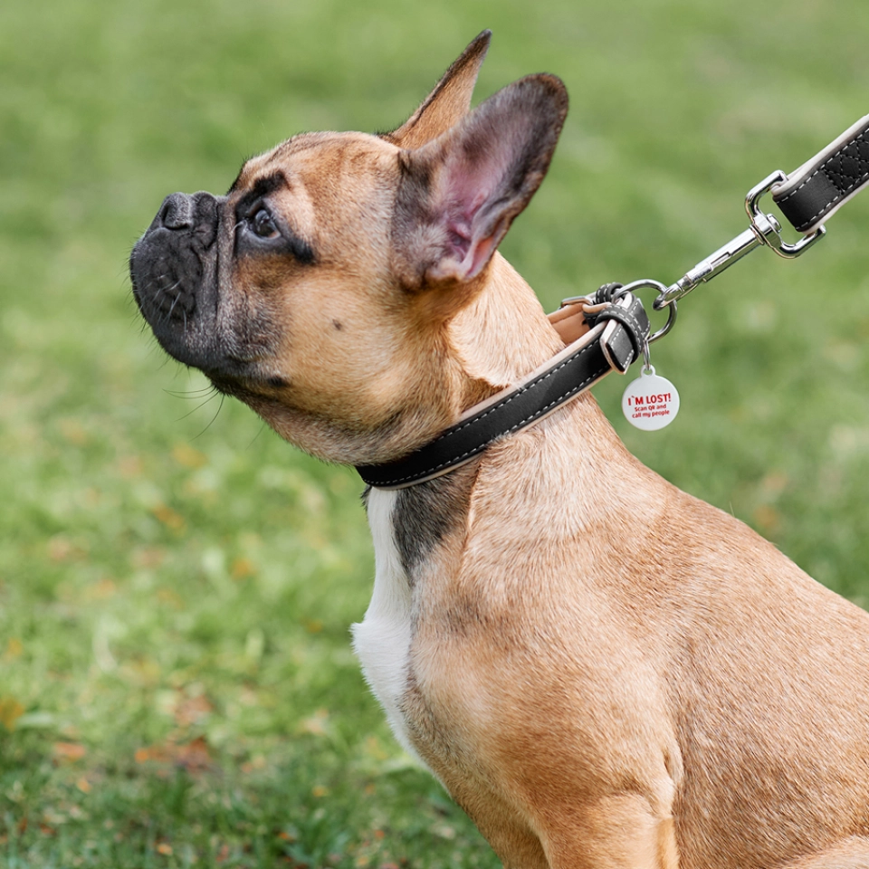 Фото Нашийник для собак шкіряний WAUDOG Soft з QR паспортом, Ш 20 мм, Дов 30-39 см купити за ціною ₴437.40