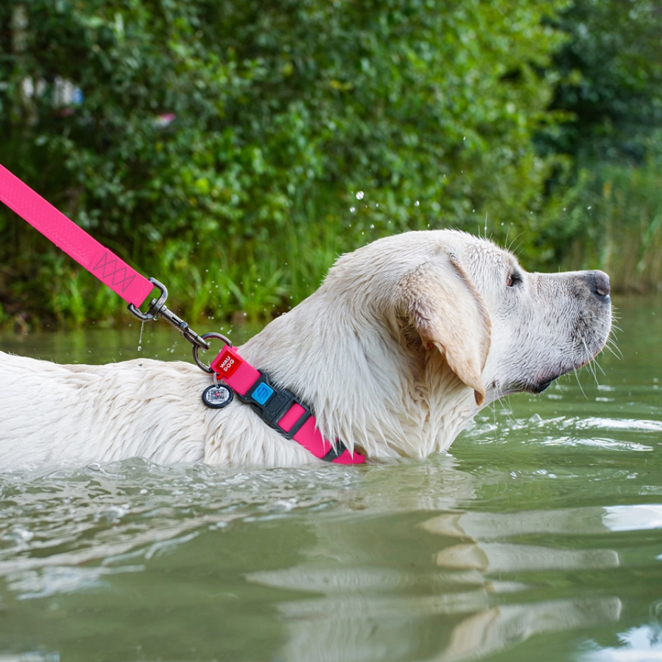 Фото Нашийник для собак водостійкий WAUDOG Waterproof c QR паспортом, пластикова пряжка-фастекс, Ш 25 мм, Дов 38-58 см, рожевий купити за ціною ₴281.01