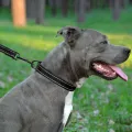Фото Повідець для Собак Bronzedog Active Нейлоновий зі Світловідбиттям Чорний  M(61/1301/Т) купити за ціною ₴215.00