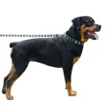 Фото Нашийник для Собак BronzeDog Urban Зигзаг Нейлоновий з Пластиковою Пряжкою Коричнево-Блакитний M купити за ціною ₴114.00