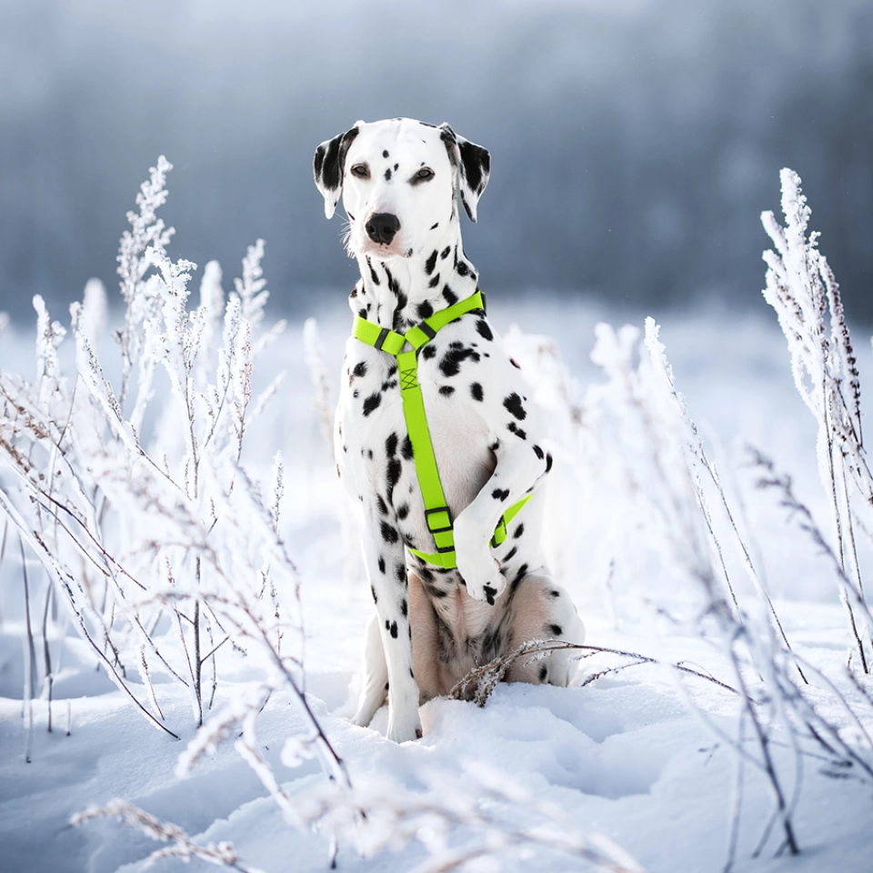 Фото Шлея для собак водостійка анатомічна Н-подібна WAUDOG Waterproof з QR-паспортом, пластикова пряжка-фастекс, М, Ш 20 мм, А 40-66 см, В 50-80 см, салатовий купити за ціною ₴644.00