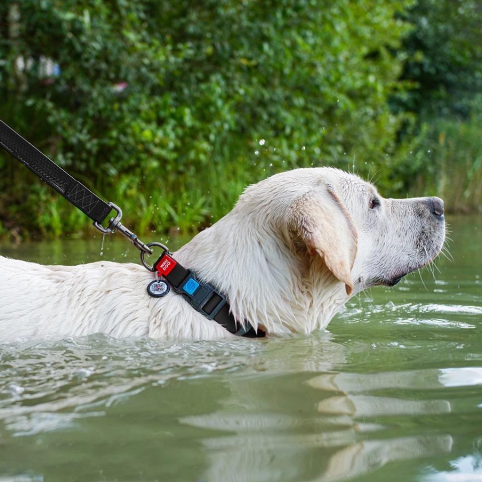 Фото Нашийник для собак водостійкий WAUDOG Waterproof c QR паспортом, пластикова пряжка-фастекс, Ш 25 мм, Дов 38-58 см, чорний купити за ціною ₴281.01