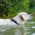 Фото Нашийник для собак водостійкий WAUDOG Waterproof c QR паспортом, пластикова пряжка-фастекс, Ш 25 мм, Дов 38-58 см, чорний купити за ціною ₴281.01