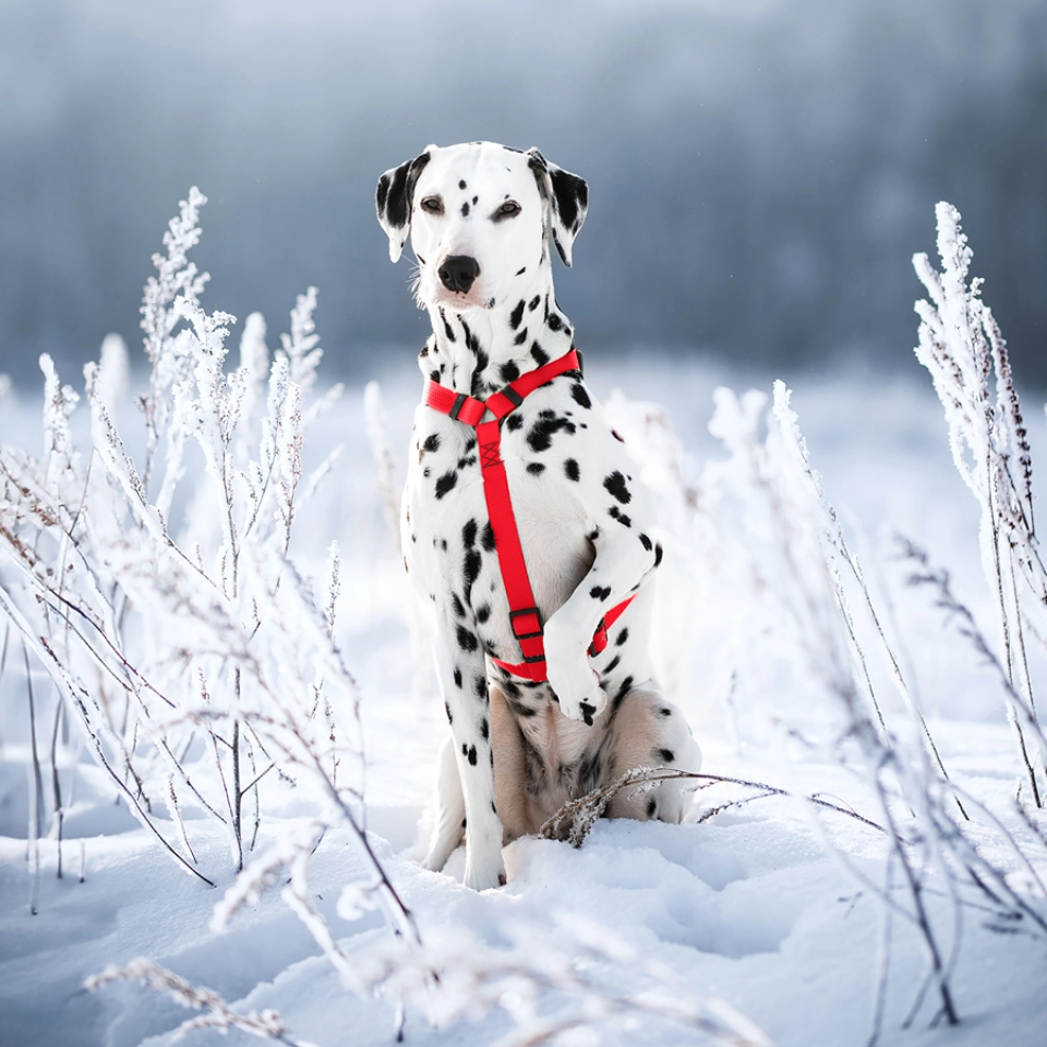 Фото Шлея для собак водостійка анатомічна Н-подібна WAUDOG Waterproof з QR-паспортом, пластикова пряжка-фастекс, S, Ш 15 мм, А 28-42 см, В 34-51 см, червоний купити за ціною ₴319.00