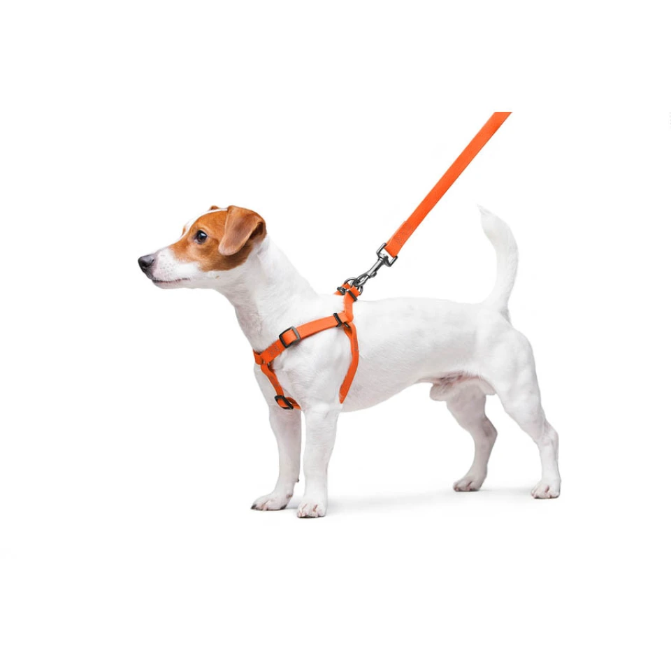 Фото Шлея для собак водостійка WAUDOG Waterproof, c QR паспортом, металічна пряжка-фастекс, Ш 15 мм, Дов 40-55 см помаранчевий купити за ціною ₴806.00