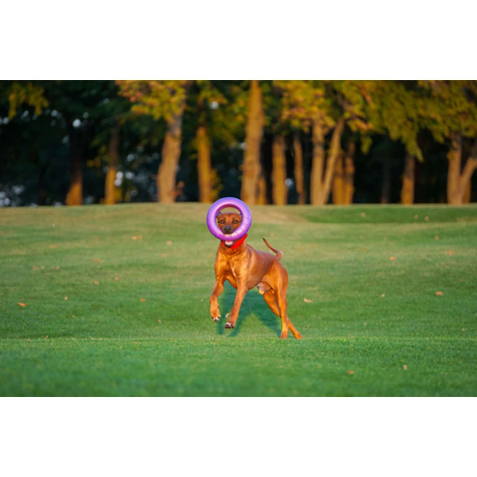 Фото Тренувальний снаряд для собак PULLER Мaxi, (діаметр 30см) купити за ціною ₴624.00