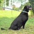 Фото Повідець для Собак Bronzedog Urban Нейлоновий 3 метри Ромби  M(3061/1334/Т) купити за ціною ₴358.20