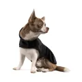 Фото Попона "Blanket" S такса чорний купити за ціною ₴369.50